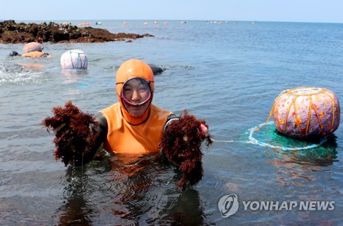 [줌in제주] '돌아온 우뭇가사리 철' 제주 해녀 물 만났다