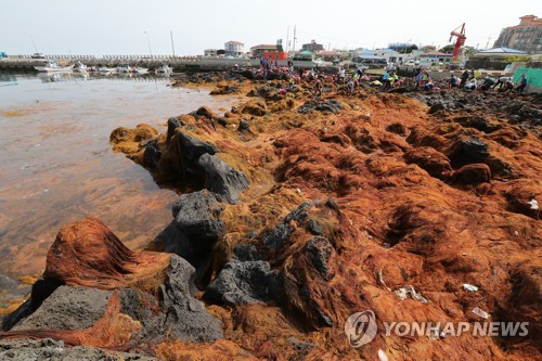 '중국발' 괭생이모자반 제주 해안 침공 본격화