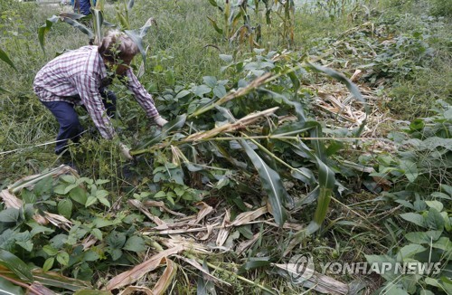 "멧돼지 구경조차 힘들어"…강원 농가 작물 피해 급감