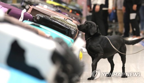 대마 쿠키·카트리지…북미서 풀어주니 여행자 마약 밀반입 급증