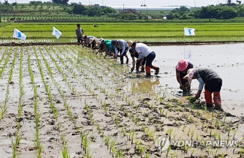 DMZ 평화의 논에 통일을 심자…30일 철원서 통일 쌀 모내기