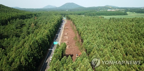 논란 산 제주 비자림로 확장공사 1년만에 재개…삼나무 벌채