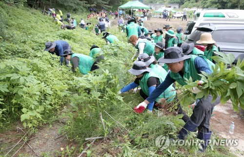 양구군, 비무장지대 생태 교란 식물 제거 추진