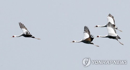 "아내 두고 혼자는 절대 못 가" 재두루미 부부의 애틋한 사랑