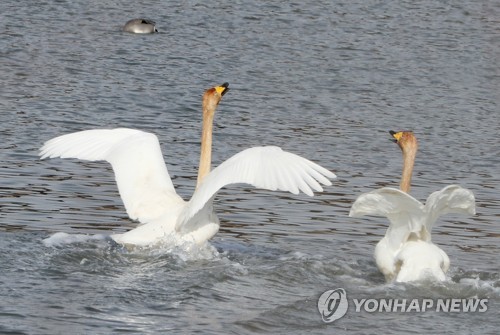 조류 등 낙동강하구 생태공원 관찰 생물 늘어났다