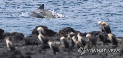 [줌in제주] 남방큰돌고래 천연기념물 지정될까?…"서식지보호 시급"