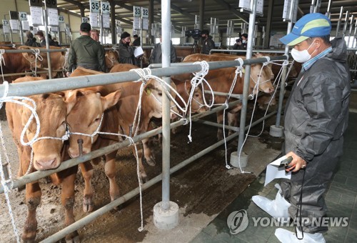 "음메∼" 제주 가축시장 석달만에 문 활짝…'축산농가 숨통'