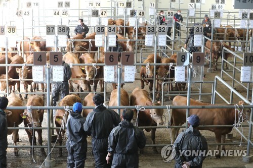 "음메∼" 제주 가축시장 석달만에 문 활짝…'축산농가 숨통'