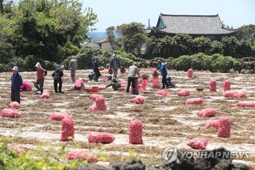 "2천원이 웬 말" 농민 반발 산 제주 마늘 수매가격 재책정 추진