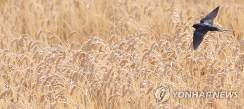 제주, 맥주보리 풍년에 '근심'…최소 2천t 초과생산