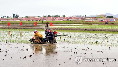 함께 먹고 자며 모내기하는 북한…코로나19 방역 안간힘