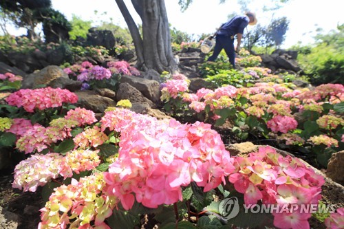 제주 맑거나 구름 많은 날씨…"건조한 대기에 화재 유의"