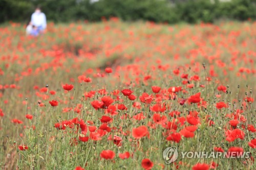 "올여름 제주 작년보다 덥다…폭염·열대야 일수 ↑"