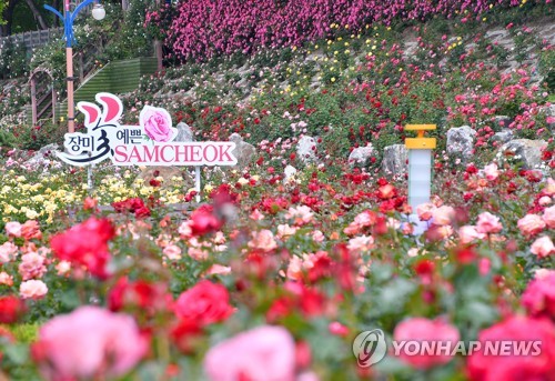 축제는 취소됐지만…삼척 오십천변 천만송이 장미 '활짝'