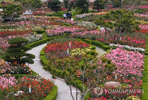 축제는 취소됐지만…삼척 오십천변 천만송이 장미 '활짝'