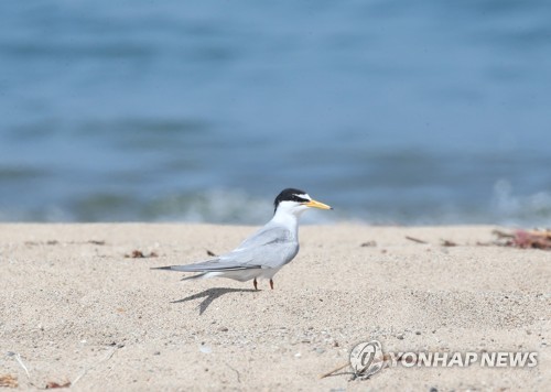 "새끼 다리 줄로 묶고 사진 촬영"…포항 쇠제비갈매기의 눈물