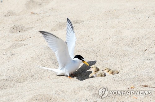 "새끼 다리 줄로 묶고 사진 촬영"…포항 쇠제비갈매기의 눈물