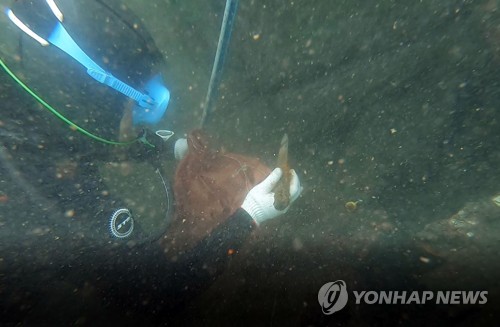 제주 하효항 바닷속에서 1시간 만에 쓰레기 7t 수거