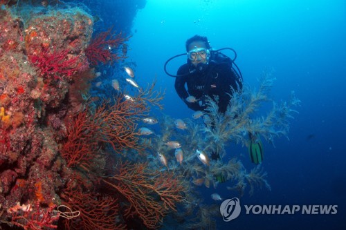 문화재청 "제주 산호 서식환경 개선 사업 추진"