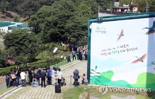 멸종→복원→증식 '따오기' 자연으로…지난해 이어 두번째 방사