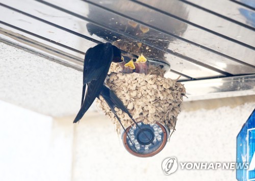 포항 '제비 마을'을 아시나요?…기북면 소재지 곳곳 제비 둥지