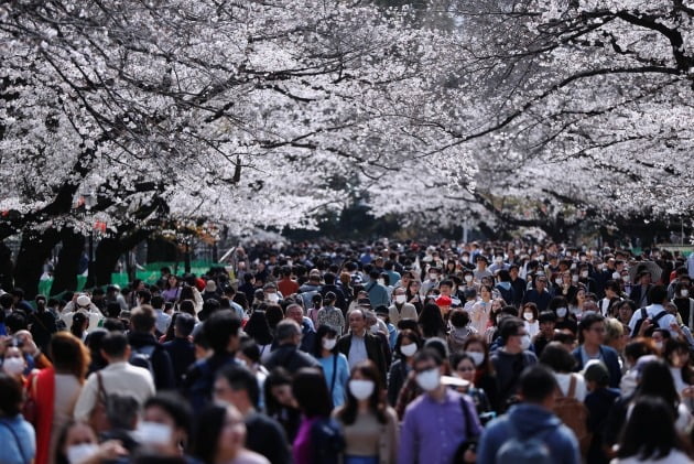 코로나19 확산에도 불구하고 만개한 벚꽃을 보기 위해 일본 도쿄 우에노공원으로 나온 시민들 모습. [사진=로이터 연합뉴스]