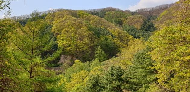 산림청 "코로나 피로감, 숲에서 힐링하세요"