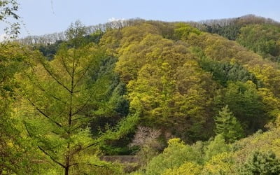 산림청 "코로나 피로감, 숲에서 힐링하세요"