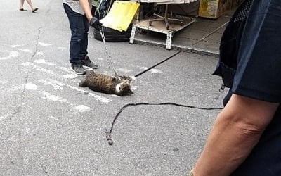 서울 동묘시장 상인, 길고양이 학대 의혹