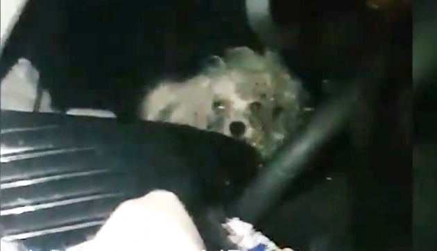 강아지가 차에 갇혀 있다. [사진=연합뉴스]