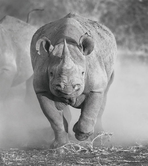 [해시태그 경제 용어] 회색 코뿔소(gray rhino)