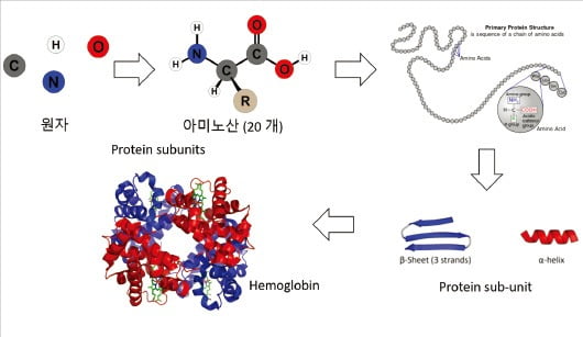  거대 단백질을 구성하는 물질 위계구조.  위키피디아에서 재인용 