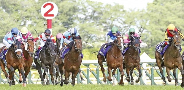 무관중 온라인 경마…일본이 부러워