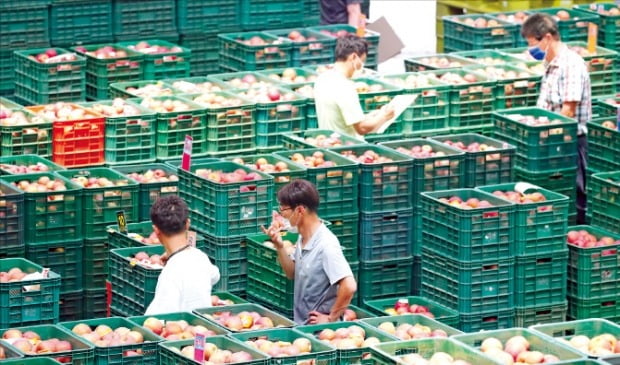 [포토] 여름에 맛보는 가을사과