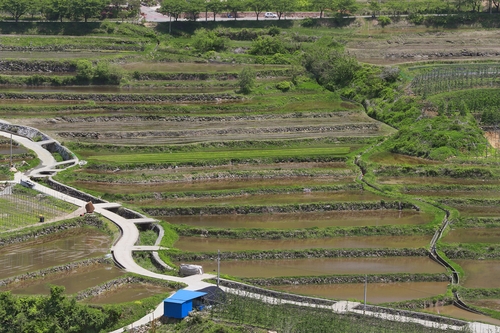 [자연이 주는 色의 향연] ② 황매산 철쭉 군락