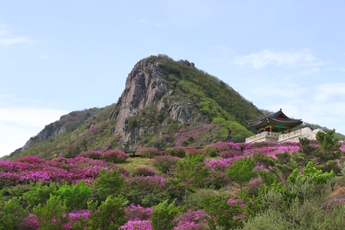 [자연이 주는 色의 향연] ② 황매산 철쭉 군락