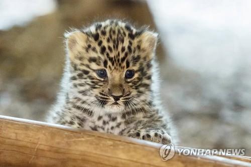 러 연구진, 멸종위기종 아무르표범 3세대 가계도 첫 공개