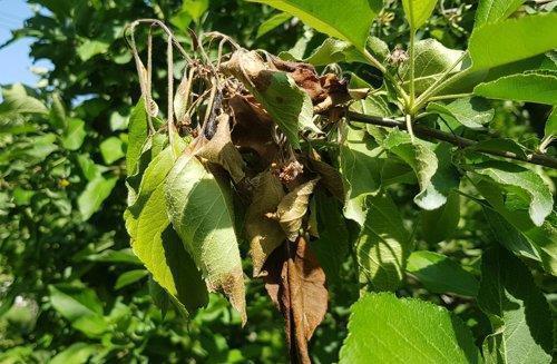 충북 과수화상병 확진 사과밭 112곳으로 급증