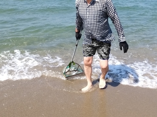 불법 도구로 해변 조개 싹쓸이한 60대 적발