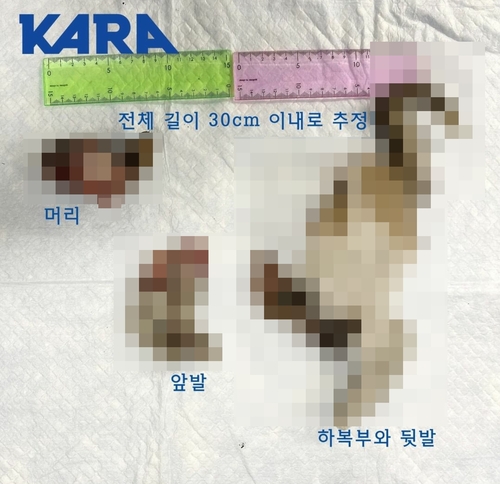 서울 마포구서 잔혹하게 훼손된 고양이 사체 잇따라 발견