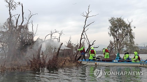 춘천 소양강에 둥지 튼 가마우지떼…배설물 해법 없어 '골머리'