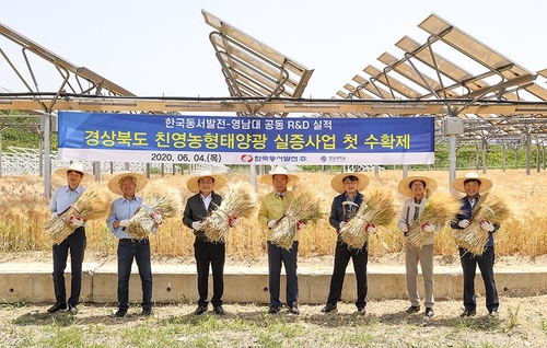 영남대 영농형 태양광발전 단지서 보리 첫 수확