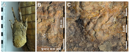 "1억년 전 한반도에 두 발로 걷는 거대 원시악어 살았다"
