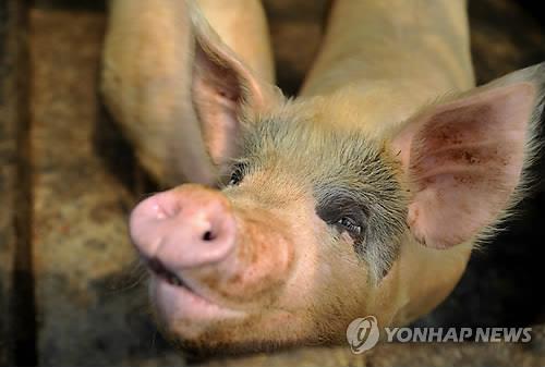 中 대도시 주변 기업형 돼지 농장 건설…"식량 안보 차원"