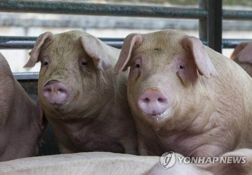 中 대도시 주변 기업형 돼지 농장 건설…"식량 안보 차원"