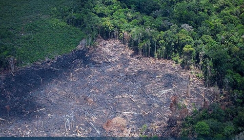 코로나19 확산 속 아마존 열대우림 파괴 증가 경고 잇따라