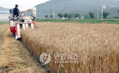 안산 대부도 '우리밀 국수마을' 잰걸음…밀 생산·유통 협약
