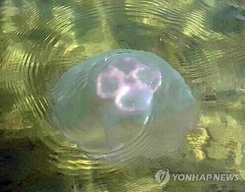 독성 노무라입깃해파리 올해 첫 주의보 발령