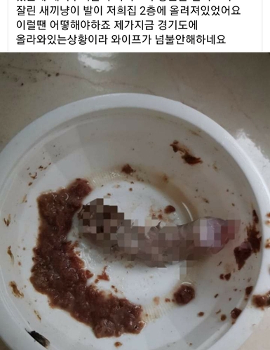 누가 왜 이런 짓을…주택가에서 잘린 새끼고양이 다리 발견