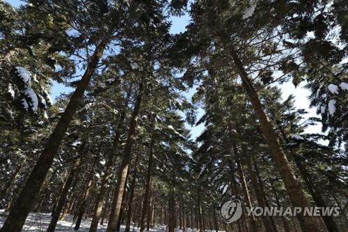 대관령 숲길, 제주 올레길·지리산 둘레길처럼 정비한다